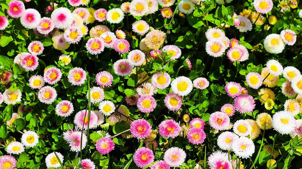 Photo of various different colour Bellis flowers